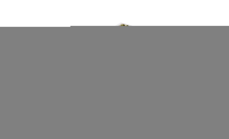 Innenraumluftfilter antibakteriell, fungizid, mit aktivkohle, mit polifenol passt zu: RENAULT passt zu: RENAULT FLUENCE, MEGANE, MEGANE III 1.2-Electric 11.08-